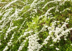 Norsk Brudspirea 'Grefsheim' D:9-11cm Certifierad Krukodlad