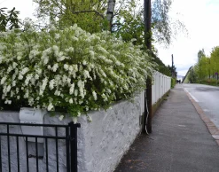 Norsk Brudspirea 'Grefsheim' Goliath Barrotad