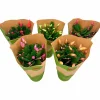 Novemberkaktus Danblumen