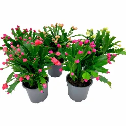 Novemberkaktus 'Thor Wild Cactus'