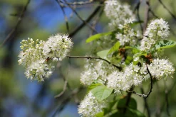Näverhägg 'Amber Beauty' Högstam