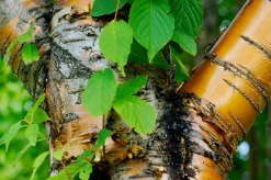 Näverhägg 'Amber Beauty' Högstam
