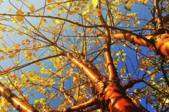 Näverhägg 'Amber Beauty' Högstam