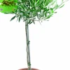 Oliv lat. Olea europaea 70-80cm