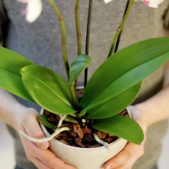 Orkidéjord Hasselfors 4L