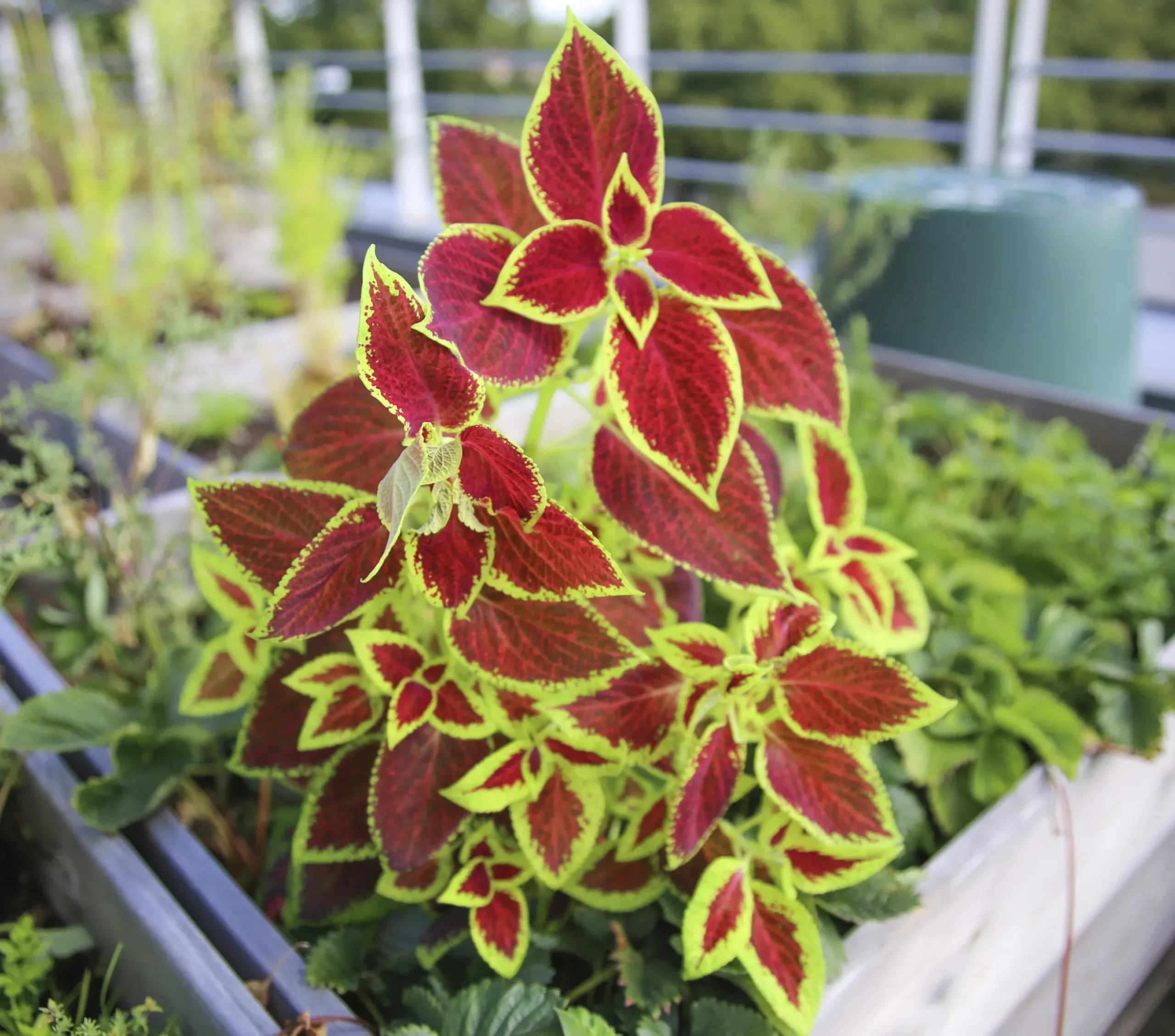 Palettblad lat. Coleus scutellarioides Mix