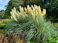 Pampasgräs 'Pumila' 2L