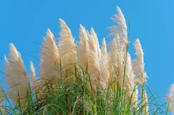 Pampasgräs 'Pumila' 2L