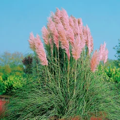 Pampasgräs 'Rosea' 2L