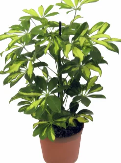 Papaplyaralia lat. Schefflera arboricola 'Gerda' Grenad