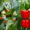 Paprika lat. Capsicum annuum