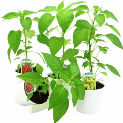 Paprika lat. Capsicum annuum