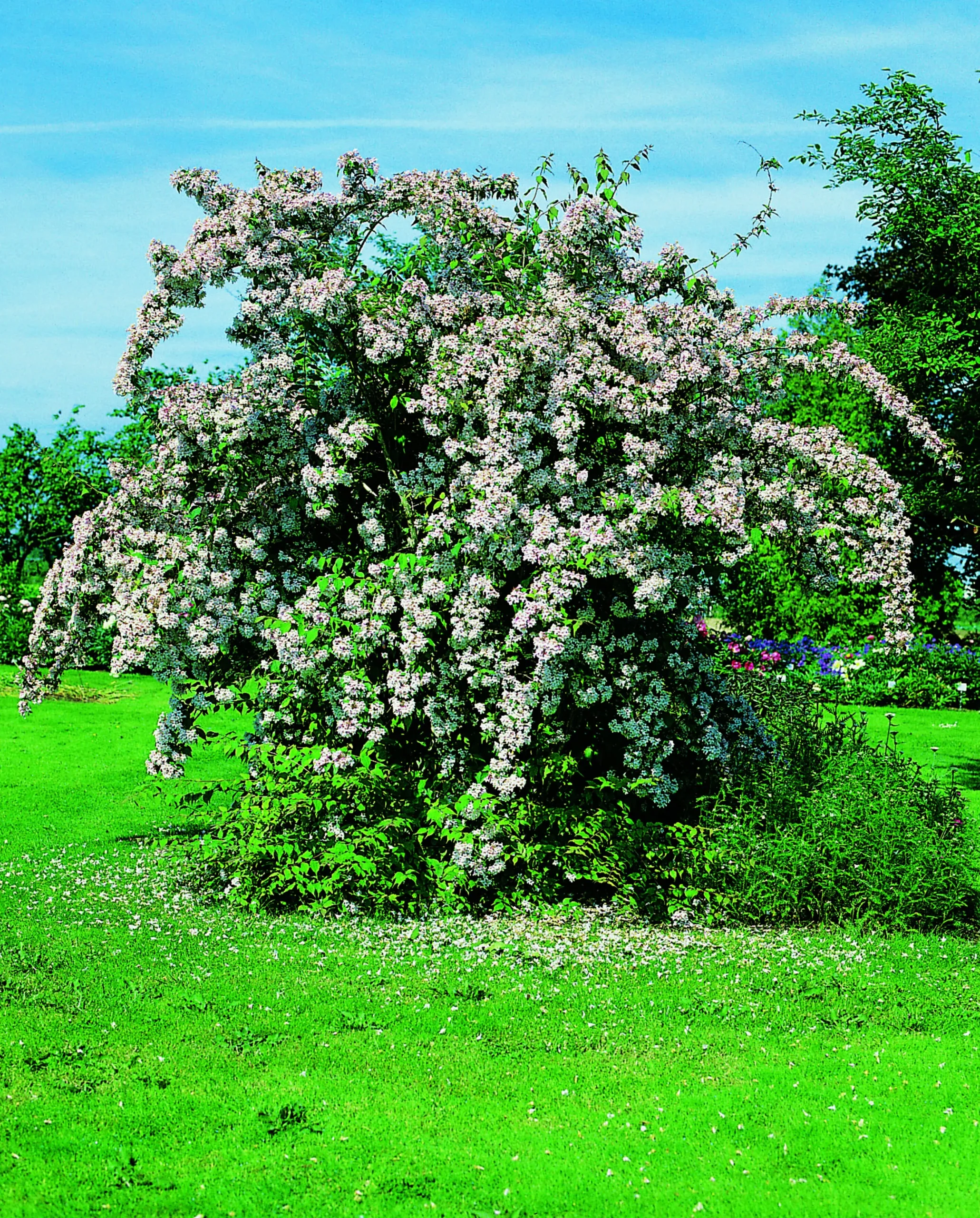 Paradisbuske 'Pink Cloud' Krukodlad