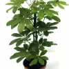 Paraplyaralia lat. Schefflera arboricola 'Nora' Grenad