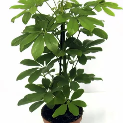 Paraplyaralia lat. Schefflera arboricola 'Nora' Grenad