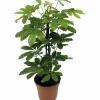 Paraplyaralia Nora i 24cm kruka