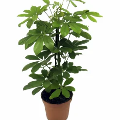 Paraplyaralia Nora i 24cm kruka