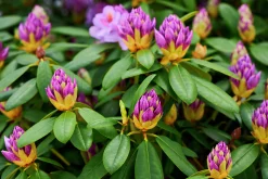 Park Rhododendron 'Catawbiense Grandiflorum'