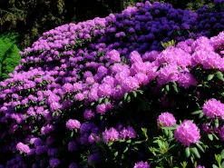 Park Rhododendron 'Catawbiense Grandiflorum'