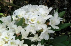 Park Rhododendron 'Cunninghams white'
