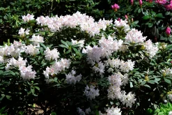 Park Rhododendron 'Cunninghams white'