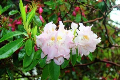 Park Rhododendron 'Gomer Waterer'