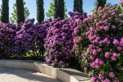 Park Rhododendron 'Roseum Elegans'
