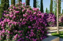 Park Rhododendron 'Roseum Elegans'