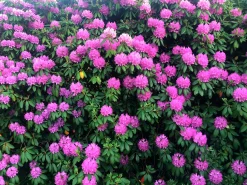Park Rhododendron 'Roseum Elegans'