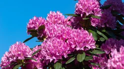 Park Rhododendron 'Roseum Elegans'
