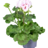 Pelargon 'Estelle'