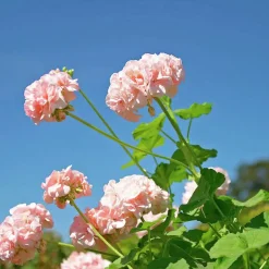 Pelargonjord Hasselfors 15L