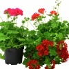 Pelargon lat. Pelargonium Calliope Landscape Serien