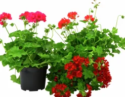 Pelargon lat. Pelargonium Calliope Landscape Serien