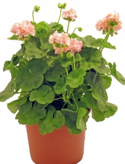 Pelargon lat. Pelargonium x hortorum Ekenbergs Utvalda Mix