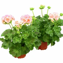 Pelargon lat. Pelargonium x hortorum 'Astrid'