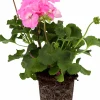 Pelargon Mix 10,5cm