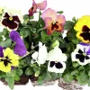 Penseer lat. Viola x wittrockiana Blandade färger 6-p