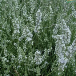 Perenner Mix i 13cm kruka