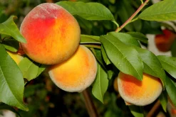 Persika 'Frost' Krukodlad