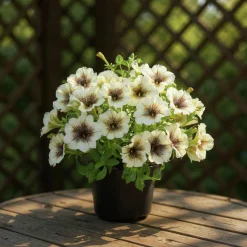 Petunia Party lat. Petunia surfinia 'Cappuccino'