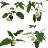 Philodendron Exklusiv Mix i 11cm kruka
