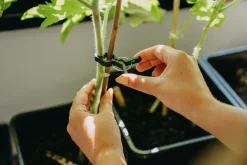 Plantclips Nelson Garden Strong 20-p