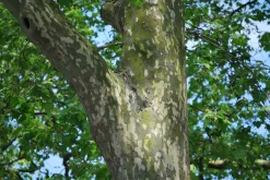Platan Ungträd ca 150-200cm