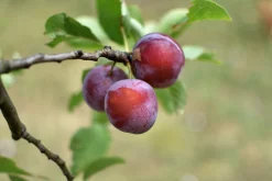 Plommon 'Jubileum'