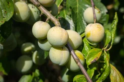 Plommon 'Reine Claude d'Oullins'