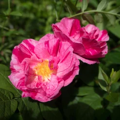 Polkagrisros 'Mundi' Barrotad