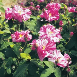 Polkagrisros 'Mundi' Barrotad