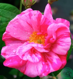 Polkagrisros 'Mundi' Barrotad
