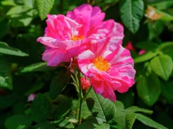 Polkagrisros 'Mundi' Barrotad